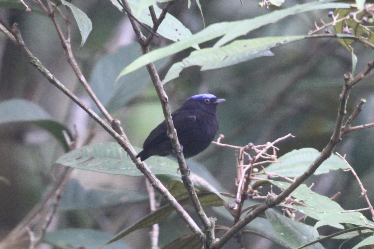 Blue-capped Manakin - ML199043721