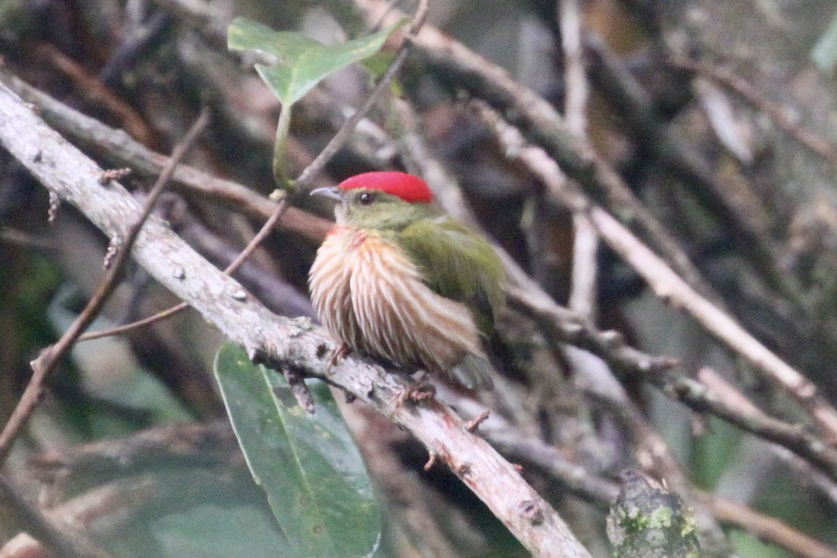 Striolated Manakin - ML199043751