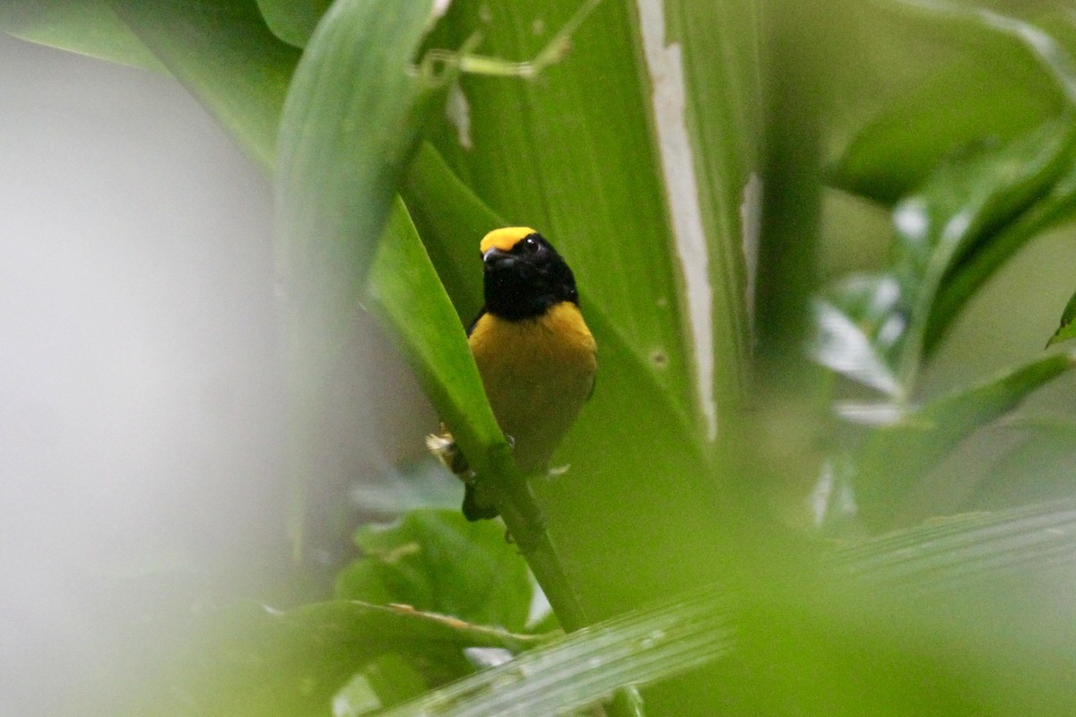 Orange-bellied Euphonia - ML199043781