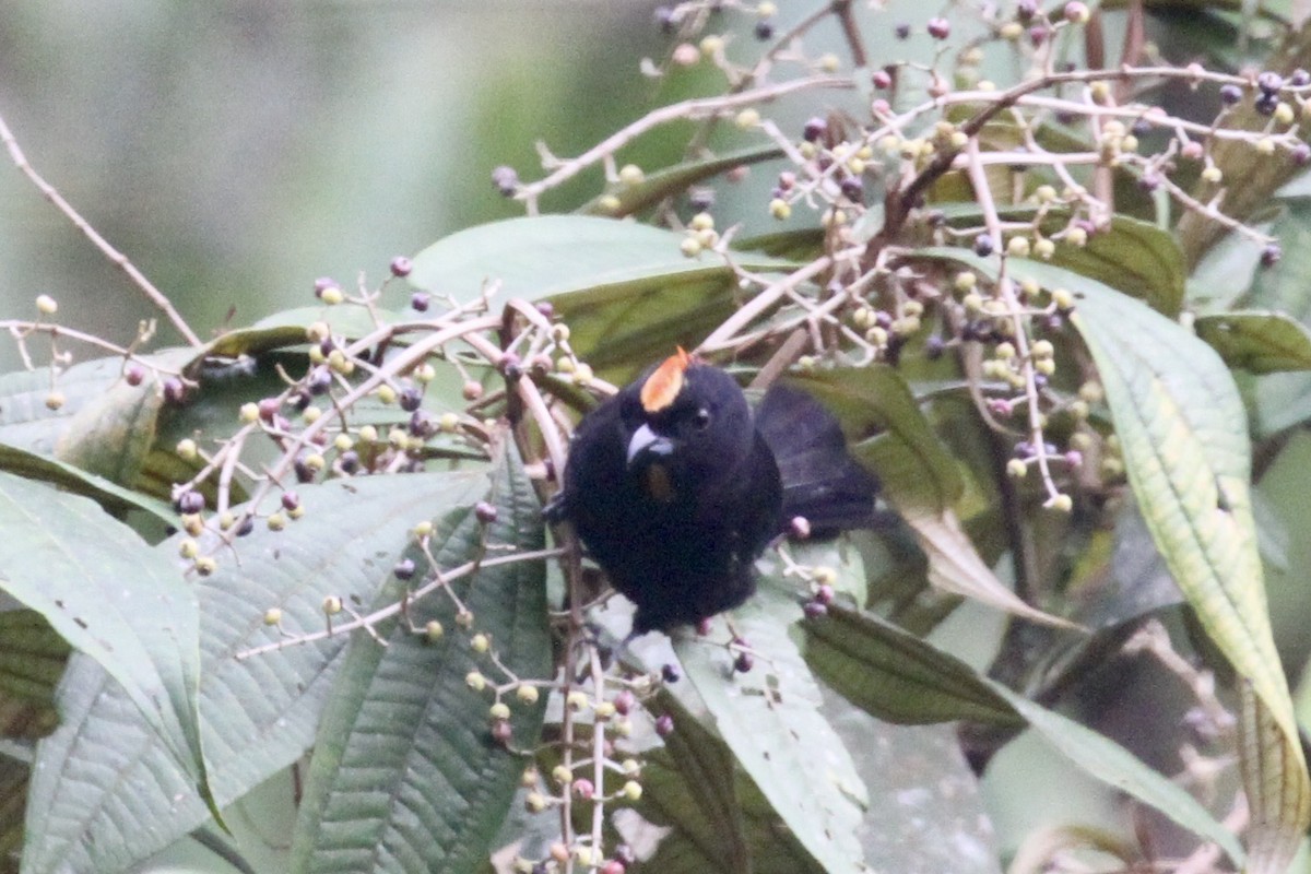 Flame-crested Tanager - ML199043811