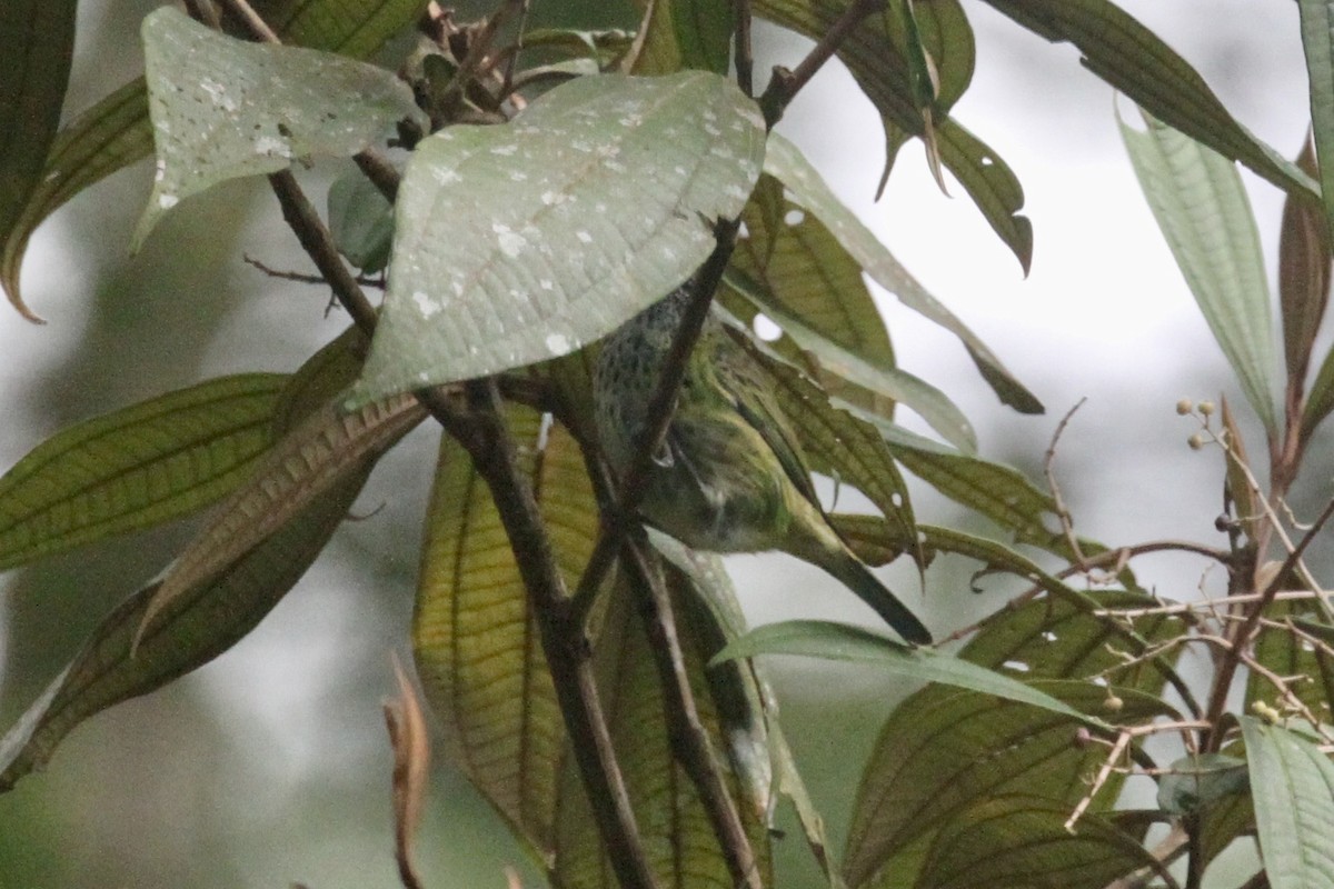 Spotted Tanager - ML199043881