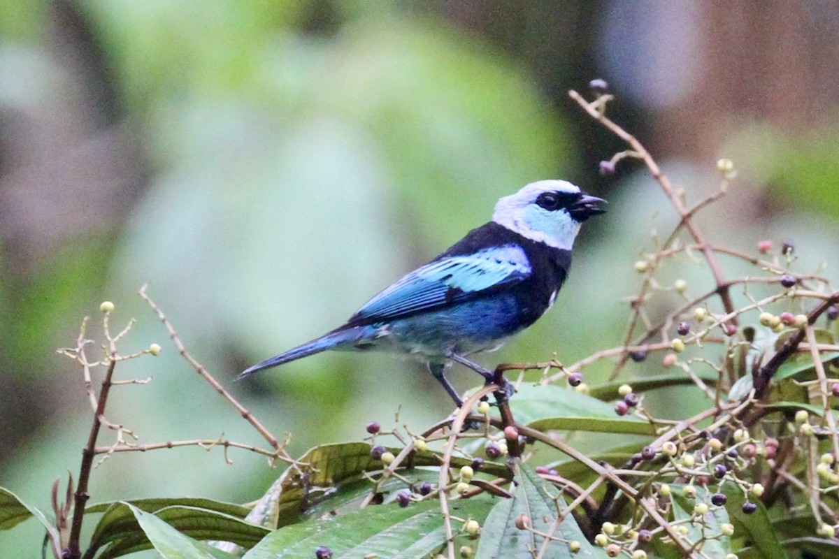 Masked Tanager - ML199043901