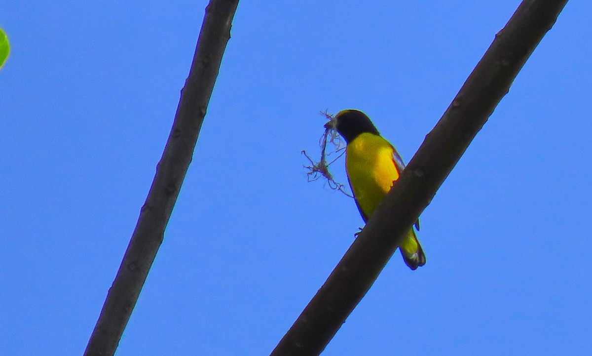 Scrub Euphonia - ML199043971