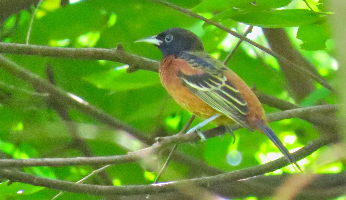 Orchard Oriole - Denilson  Ordoñez