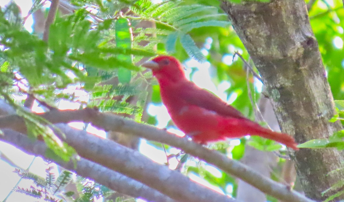 Summer Tanager - Denilson  Ordoñez