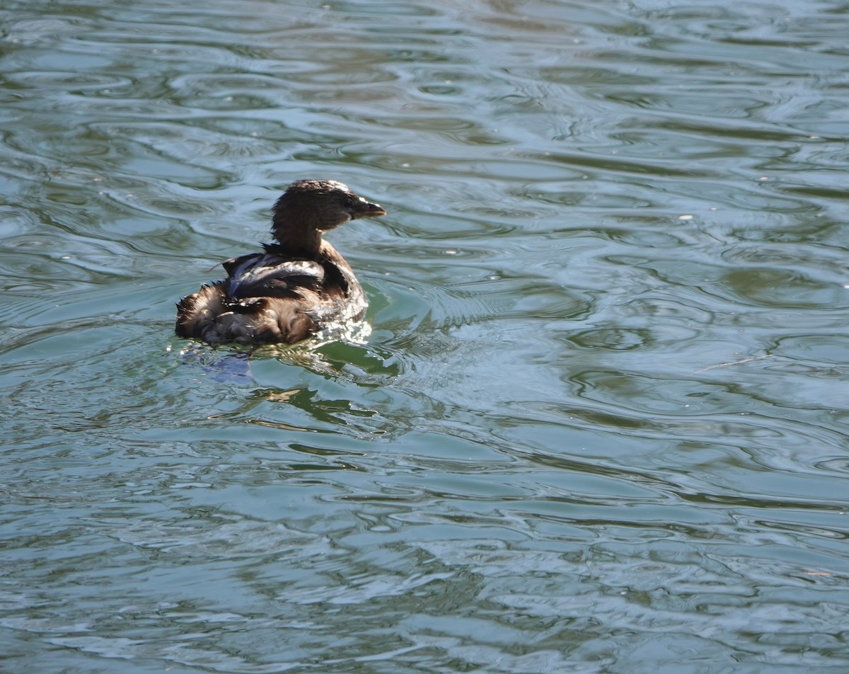 Pied-billed Grebe - ML199044941