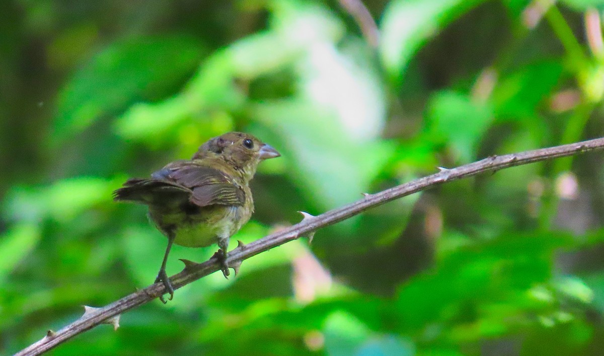 Blue-black Grassquit - ML199045201