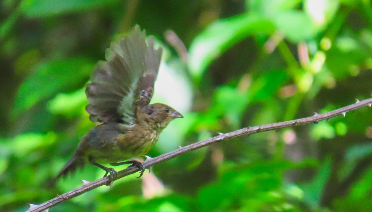 Blue-black Grassquit - ML199045231