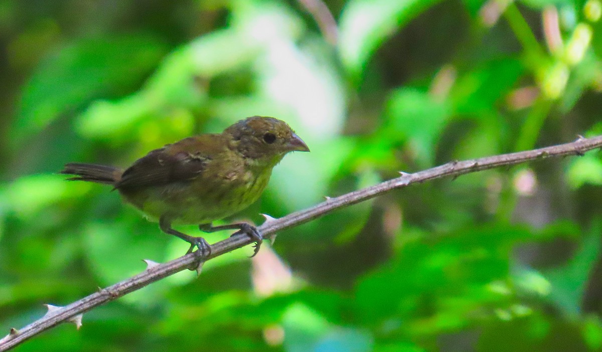 Blue-black Grassquit - ML199045311