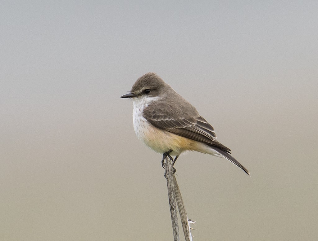 Vermilion Flycatcher - ML199045371