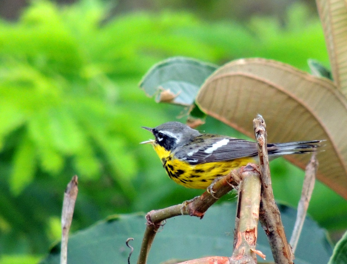 Magnolia Warbler - ML199045411