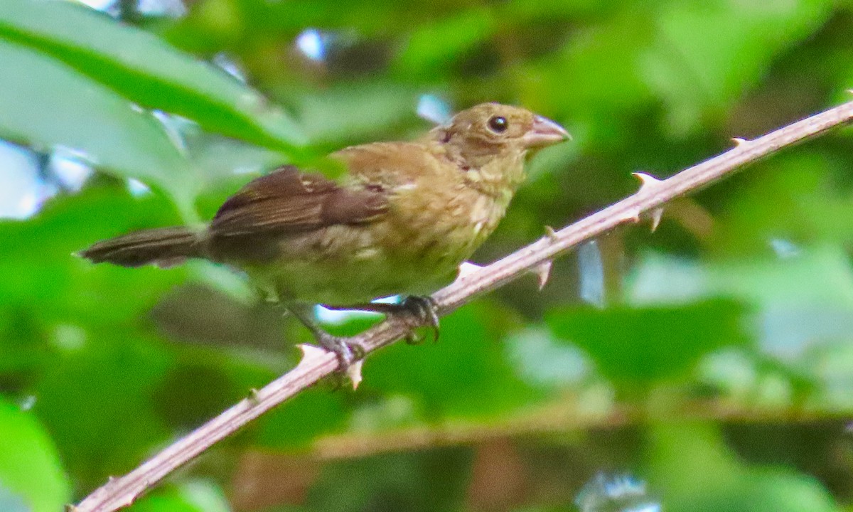 Blue-black Grassquit - ML199045441