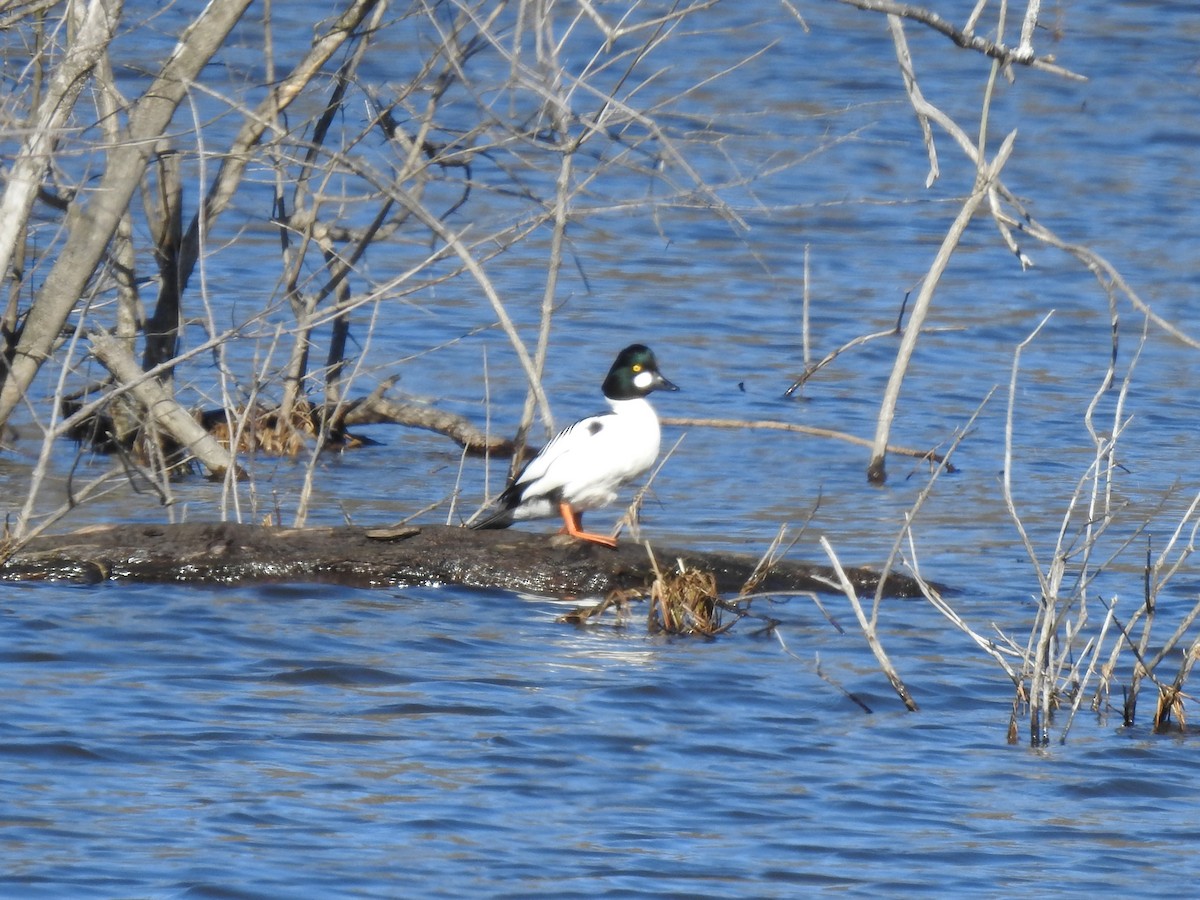 Common Goldeneye - ML199048931