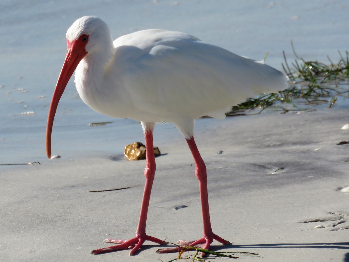 White Ibis - Pete Fenner