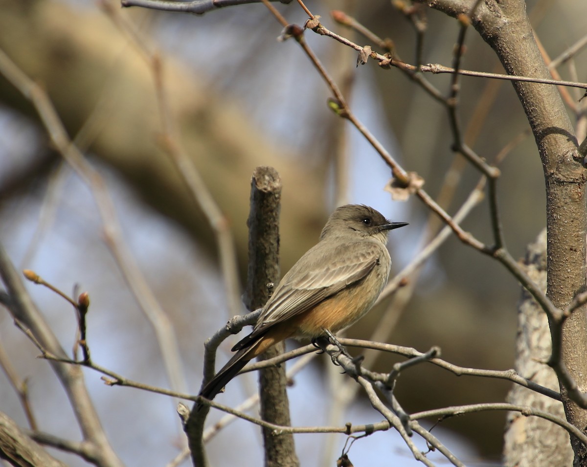 Say's Phoebe - ML199053651