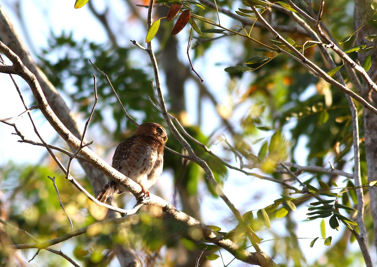 Cuban Pygmy-Owl - ML199057641