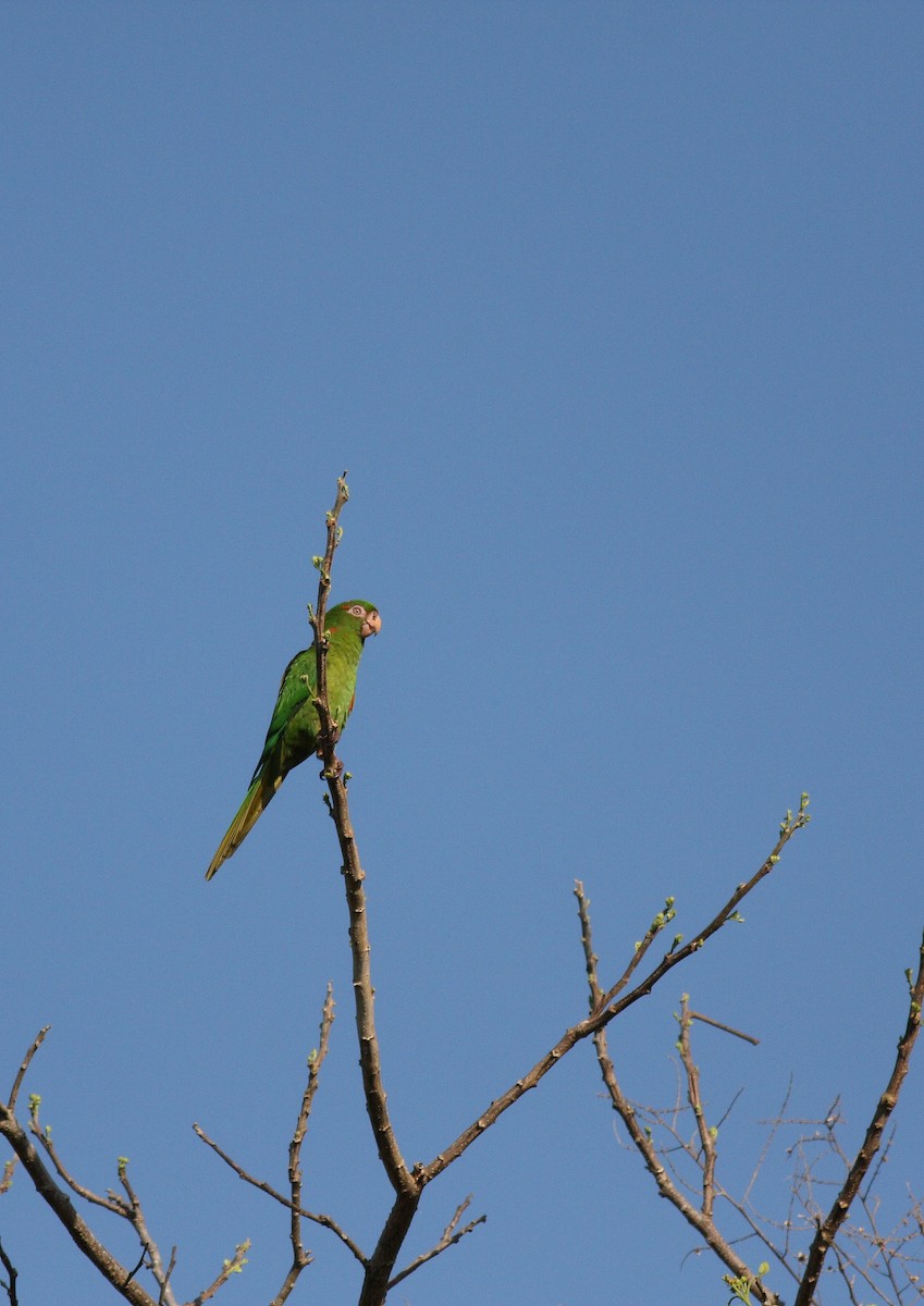 Cuban Parakeet - Yousif Attia