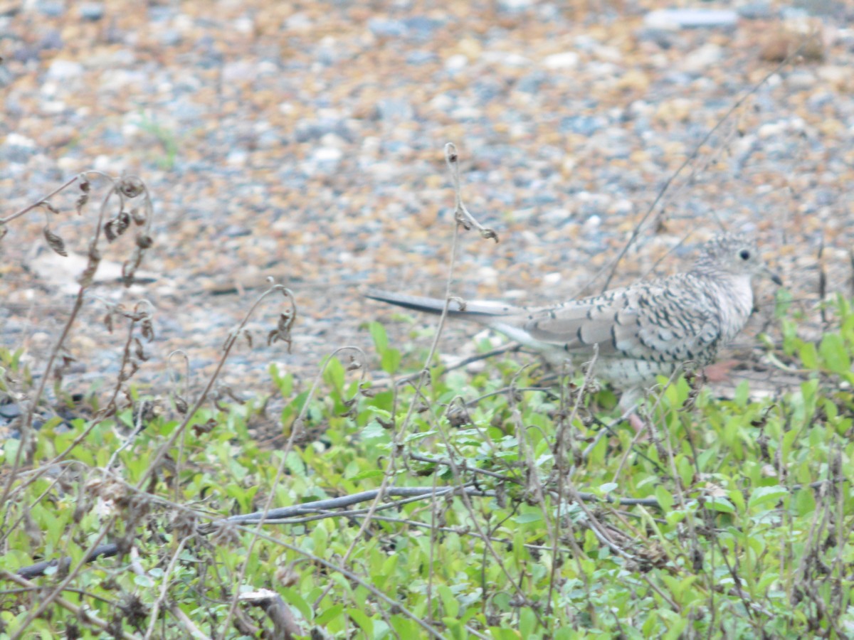 Scaled Dove - ML199060411