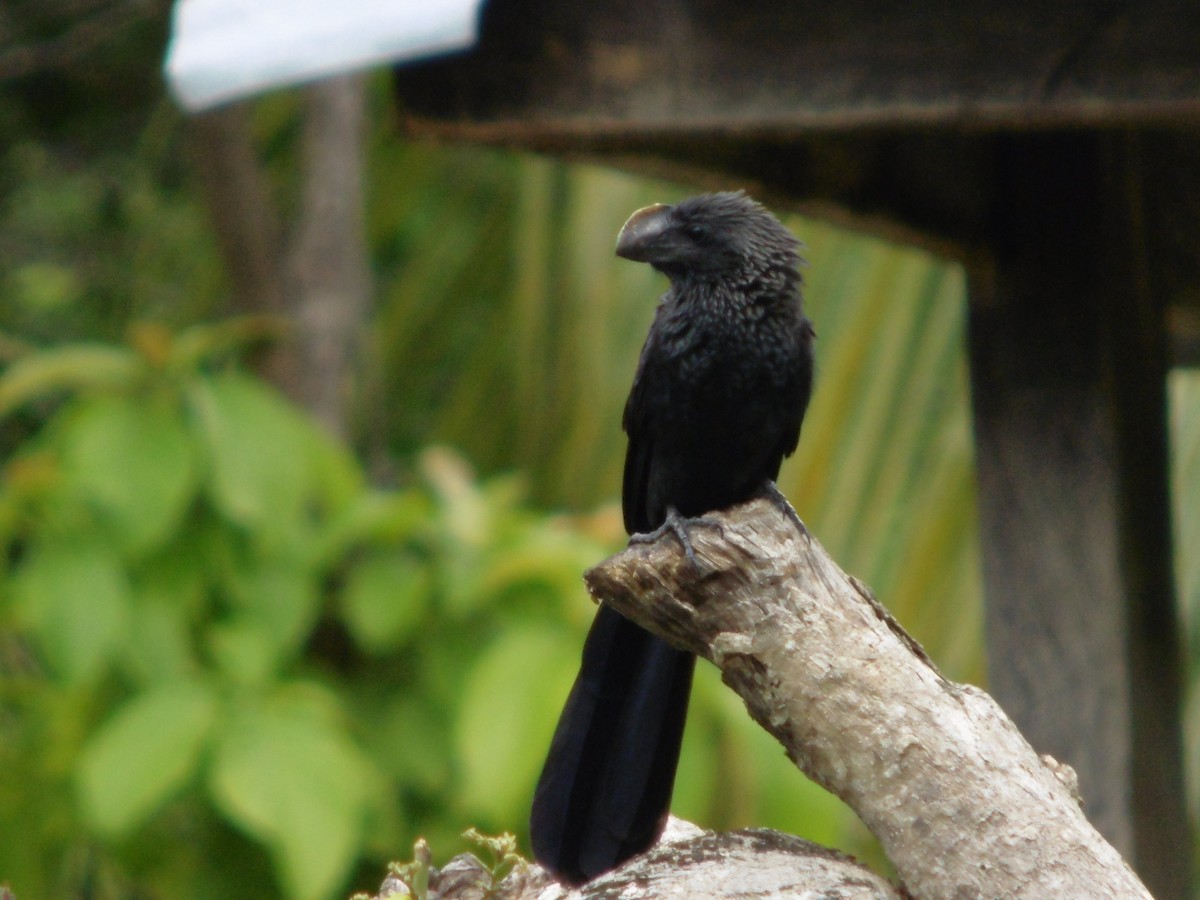 Groove-billed Ani - ML199060501