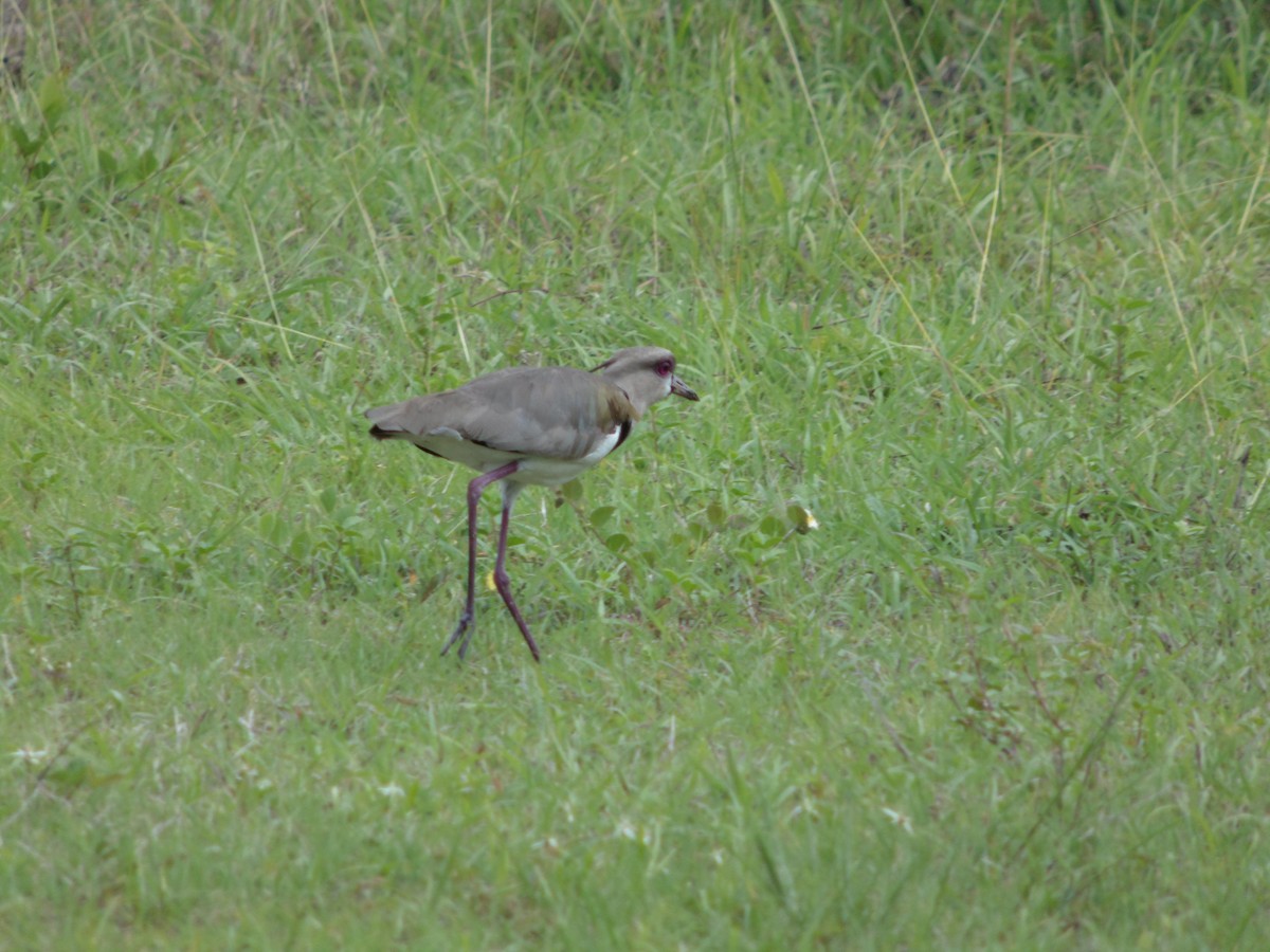 Southern Lapwing - Diego Fernando Benitez