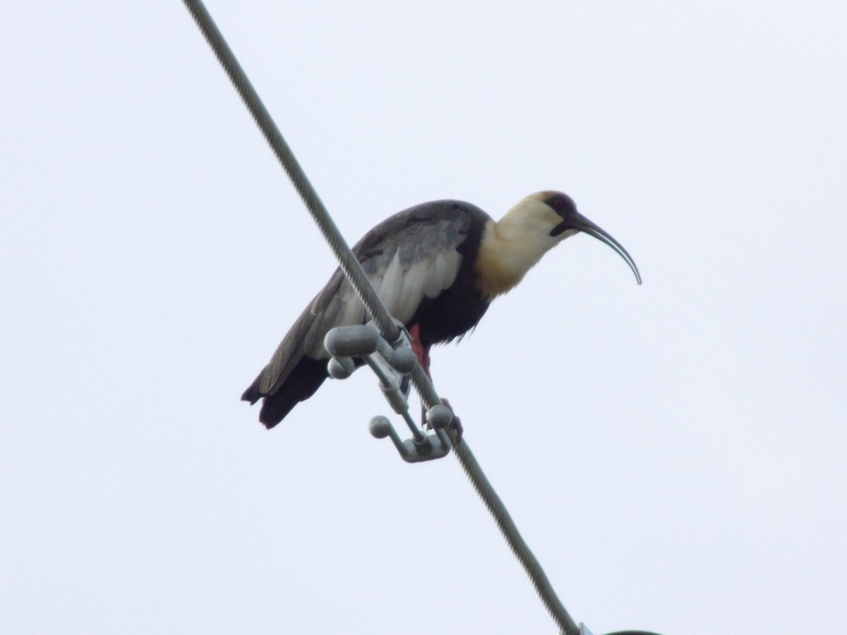 ibis bělokřídlý - ML199060971