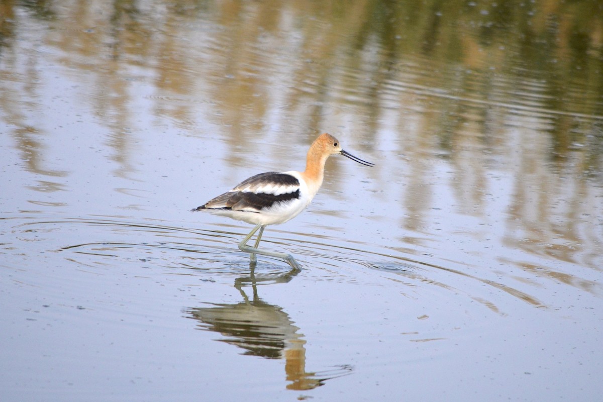 American Avocet - ML199061221