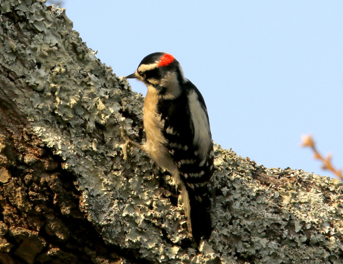 Downy Woodpecker - ML199061311