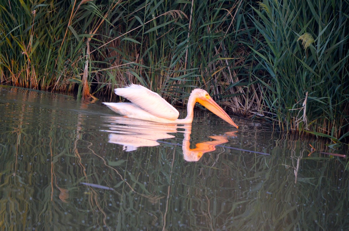 American White Pelican - ML199061361