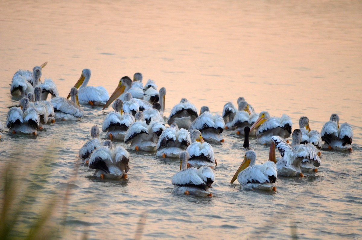 American White Pelican - ML199061471