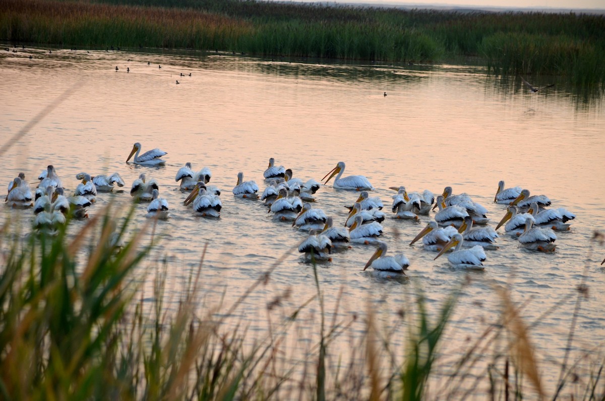 American White Pelican - ML199061481