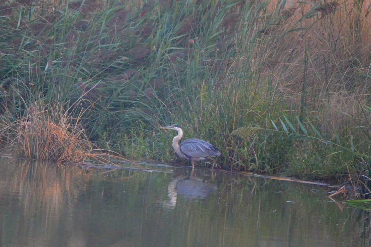 Great Blue Heron - ML199061861