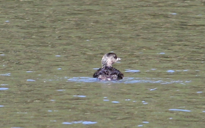 Pied-billed Grebe - ML199061881