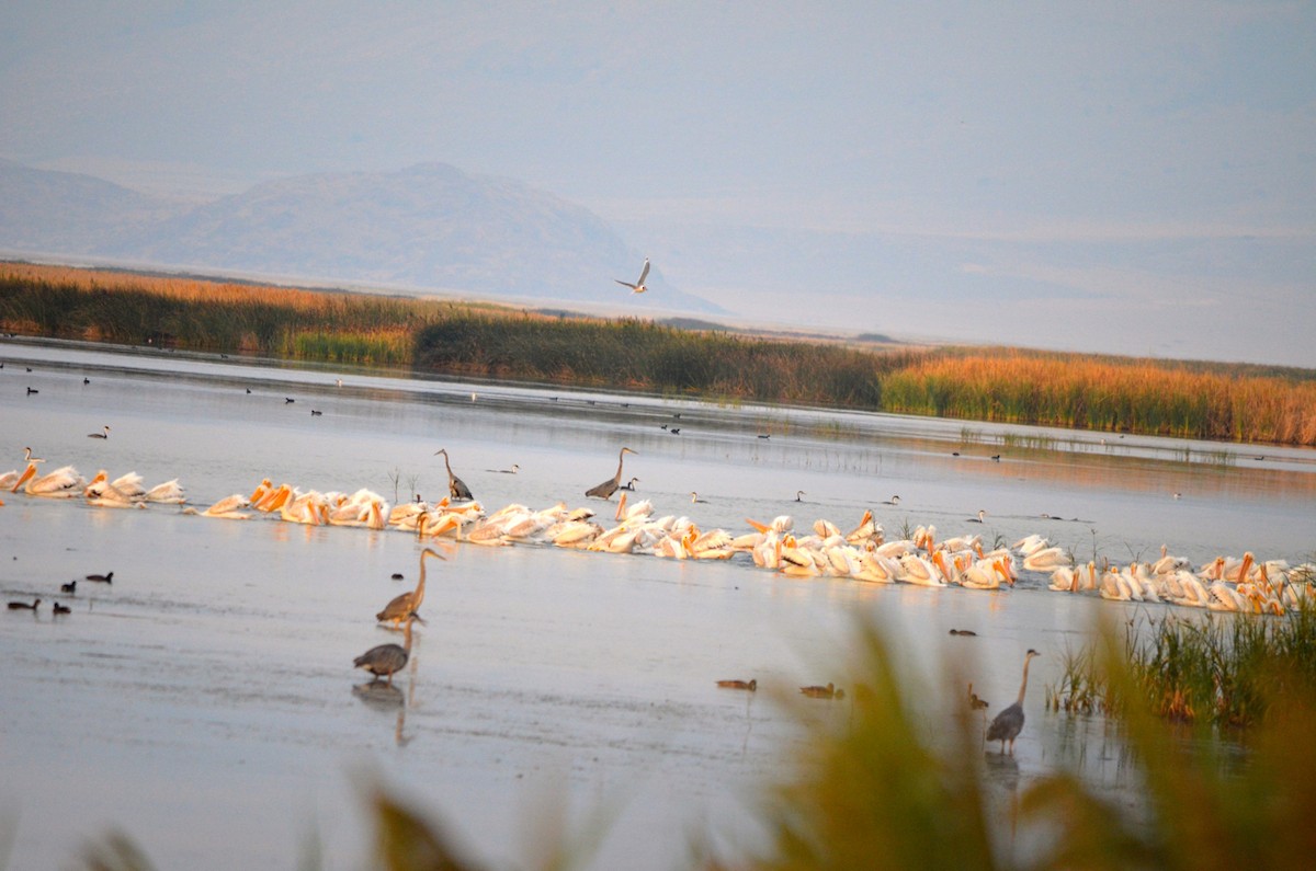 American White Pelican - ML199061971