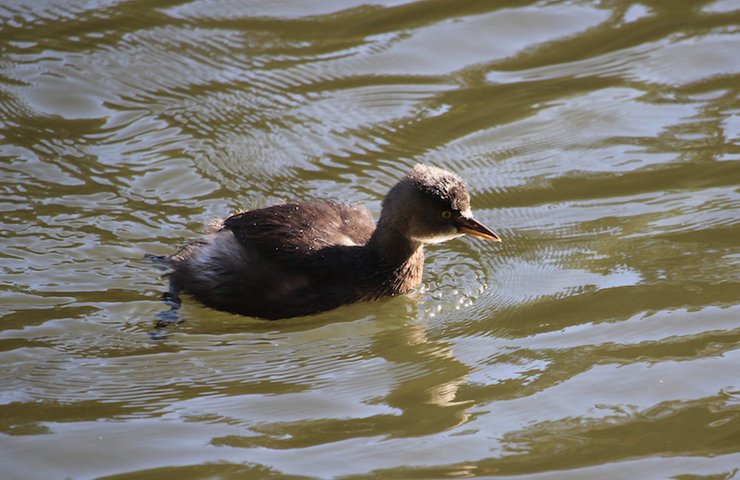 Least Grebe - ML199062001