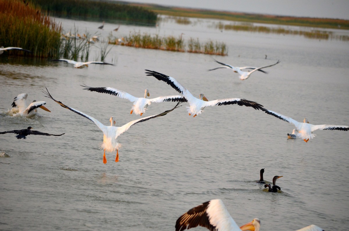 American White Pelican - ML199062161