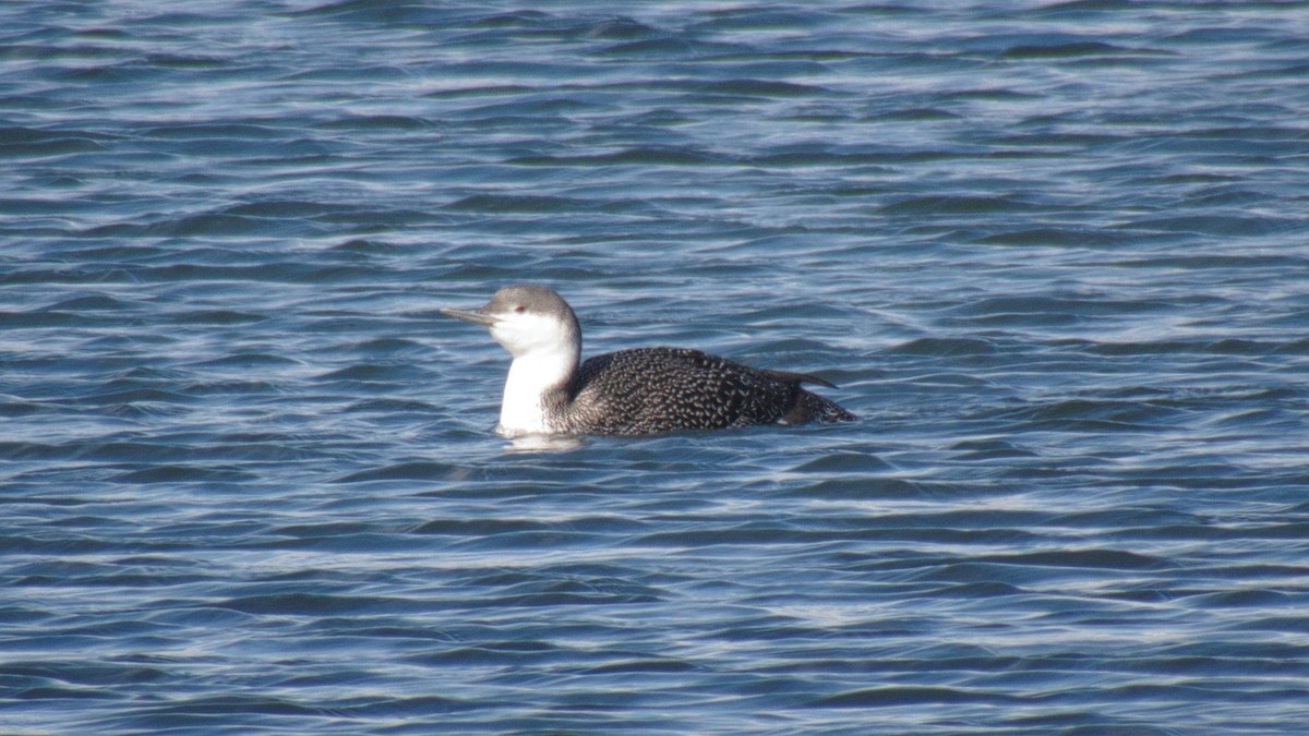 Red-throated Loon - ML199062541