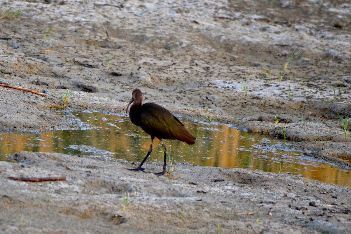 White-faced Ibis - ML199062971