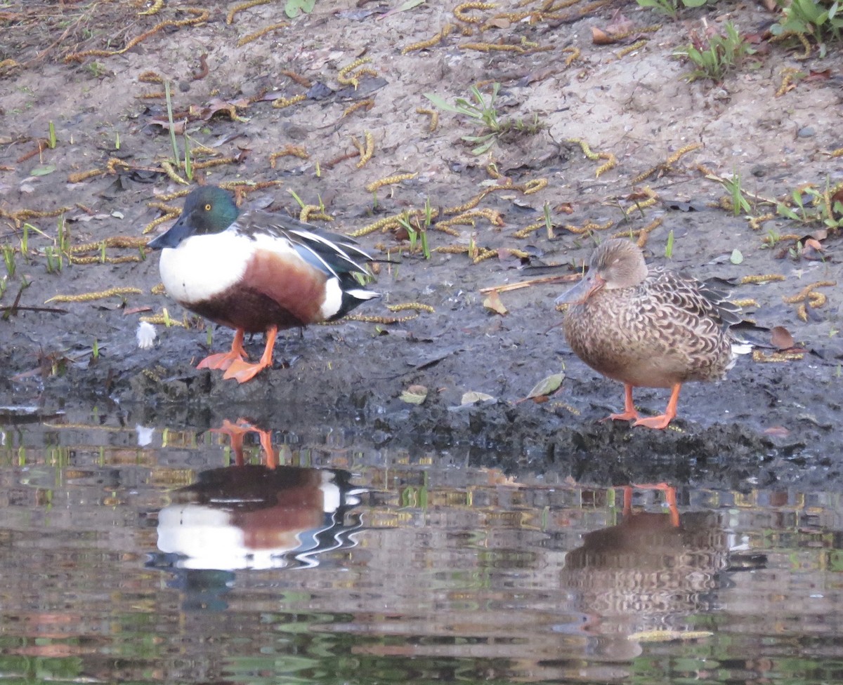 Northern Shoveler - George Chrisman