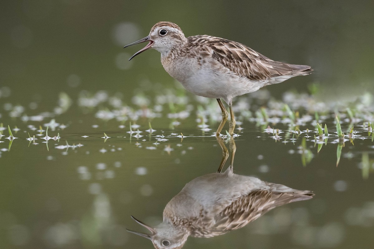 Sharp-tailed Sandpiper - ML199065701