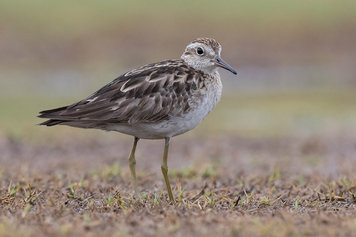 Sharp-tailed Sandpiper - ML199065771