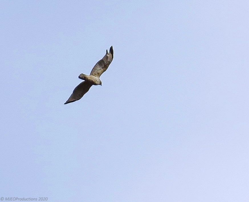 Red-shouldered Hawk - ML199066521