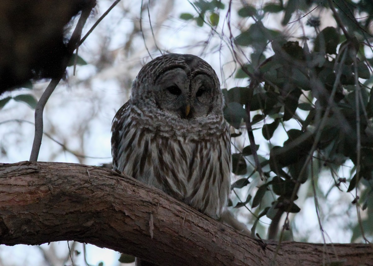 Barred Owl - Zane Pickus