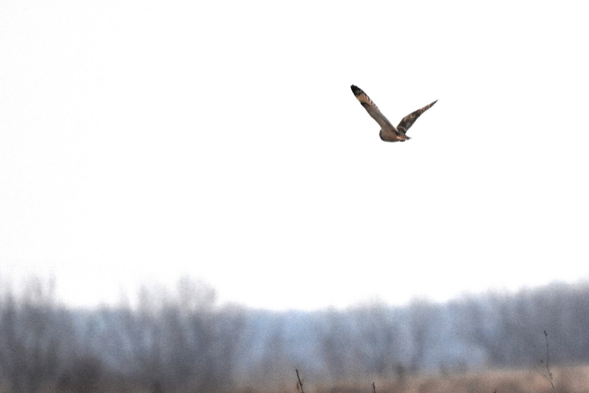 Short-eared Owl - Davida Kalina