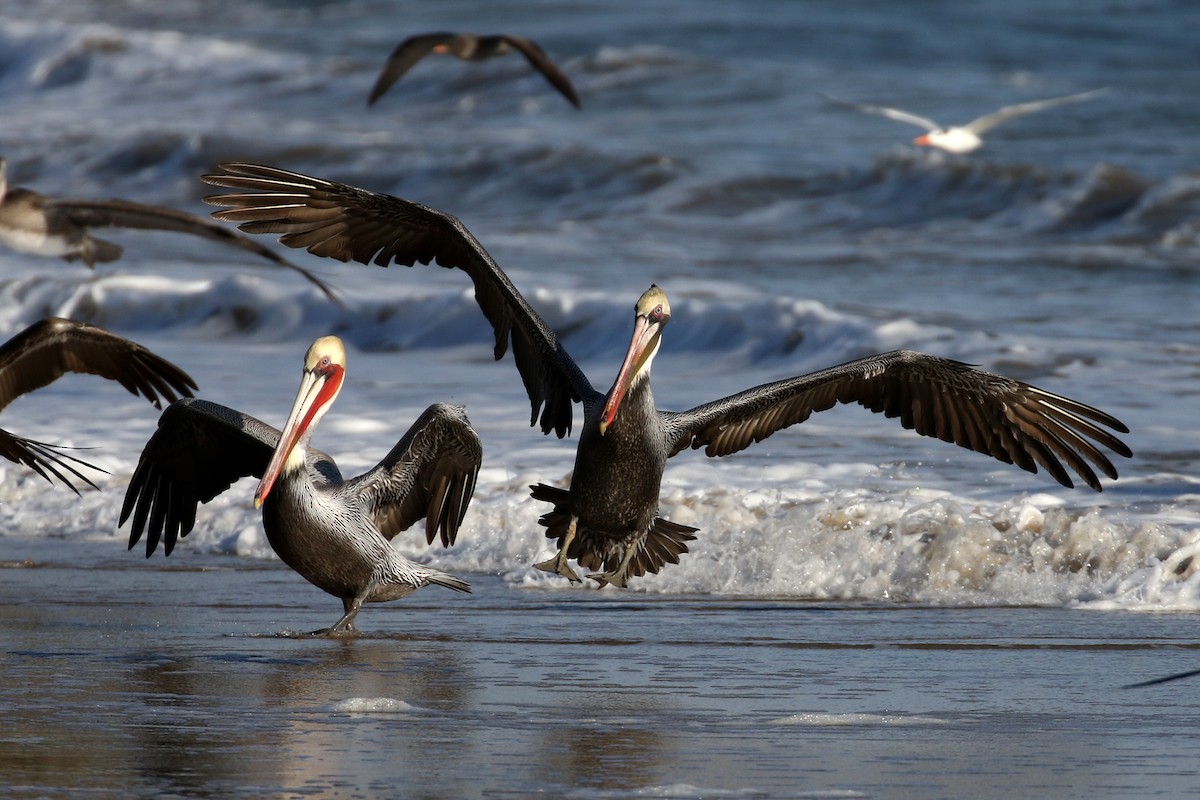 Brown Pelican - ML199072631