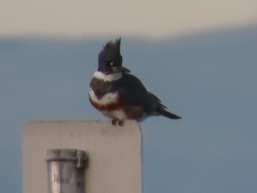 Belted Kingfisher - ML199074141