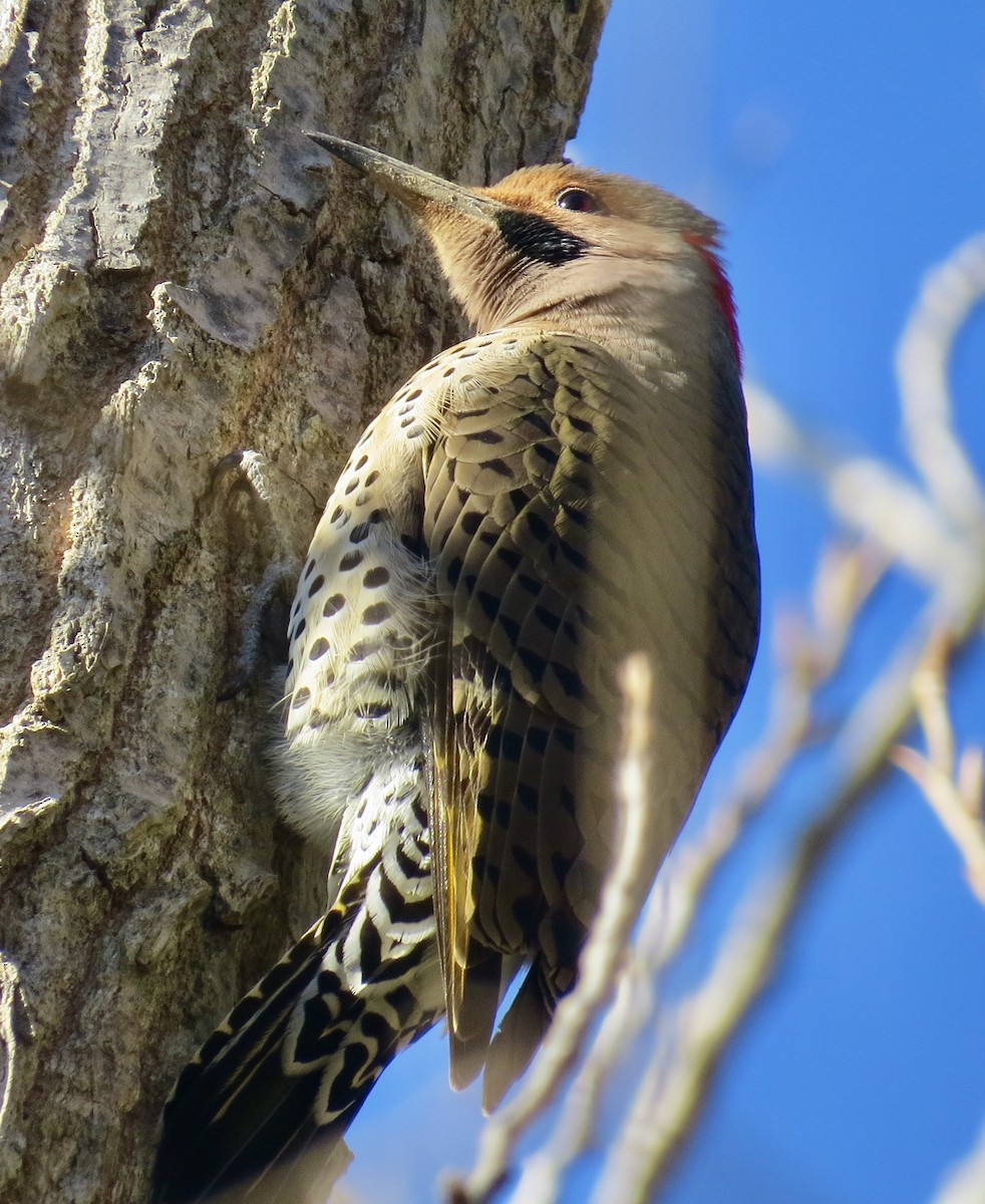 Northern Flicker (Yellow-shafted) - ML199078001