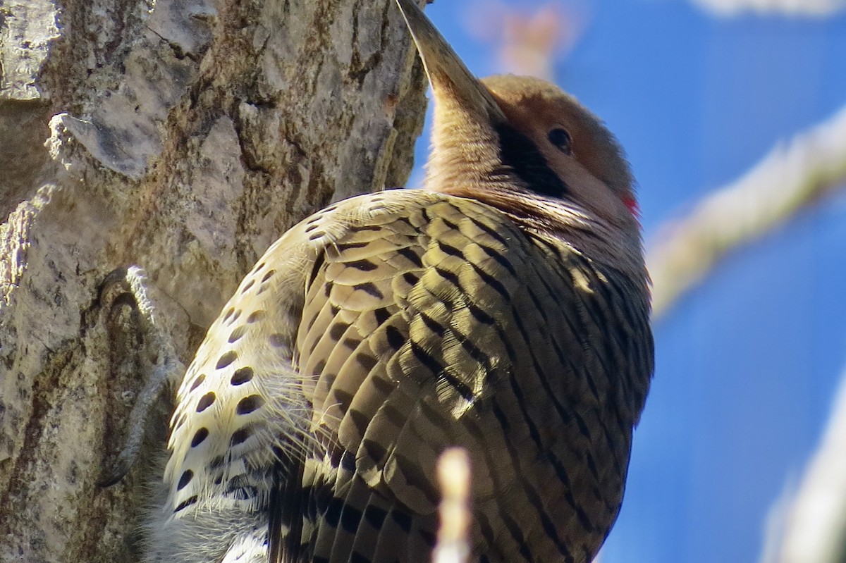 Northern Flicker (Yellow-shafted) - ML199078021