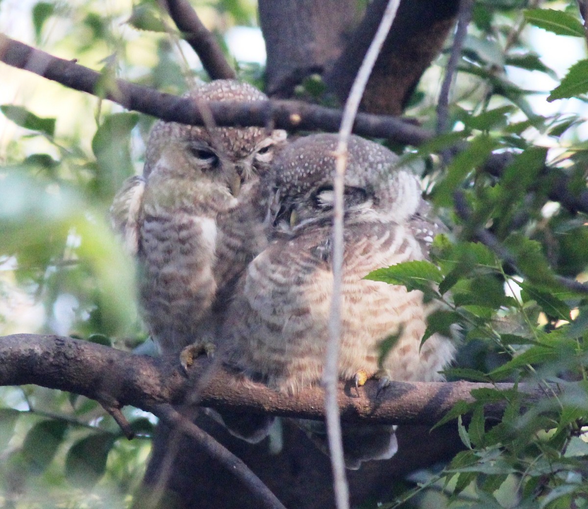 Spotted Owlet - ML199081611