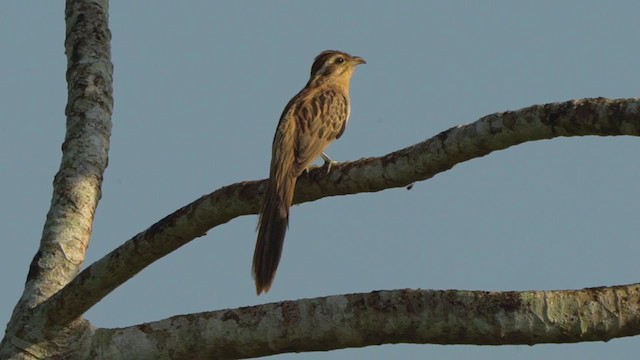 Striped Cuckoo - ML199083721