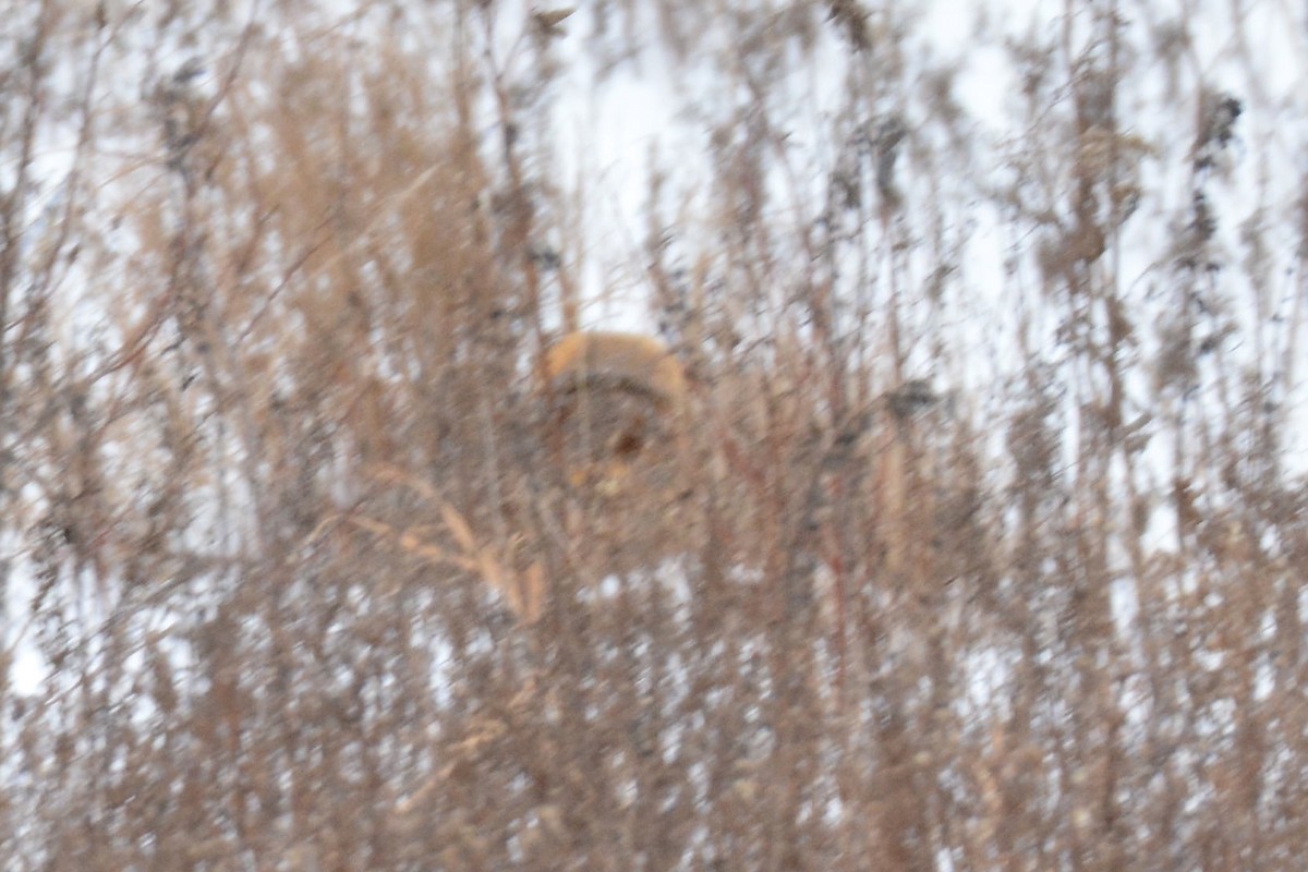 Barn Owl - ML199083741